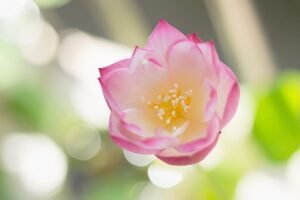 A pink lotus flower with green leaves in the background