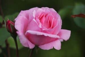 pink rose